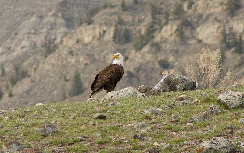 Bald Eagle at Yellowstone