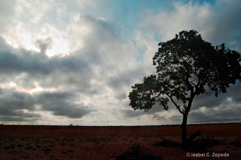 The tree without friends 