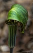 Jack in The Pulpi...