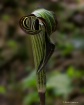 Jack In The Pulpi...