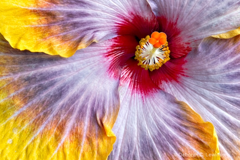 Hibiscus-2 - ID: 14491305 © Deborah C. Lewinson
