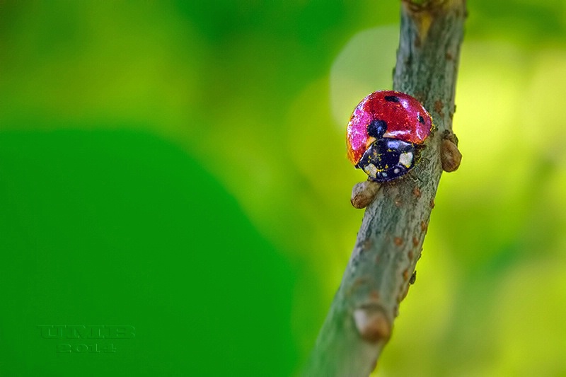 Lady on a Tree