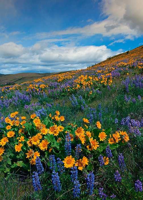 Desert Colorful