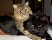 Sibling Rivalry