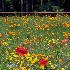 2Three Poppies Among the Wild - ID: 14492697 © Zelia F. Frick