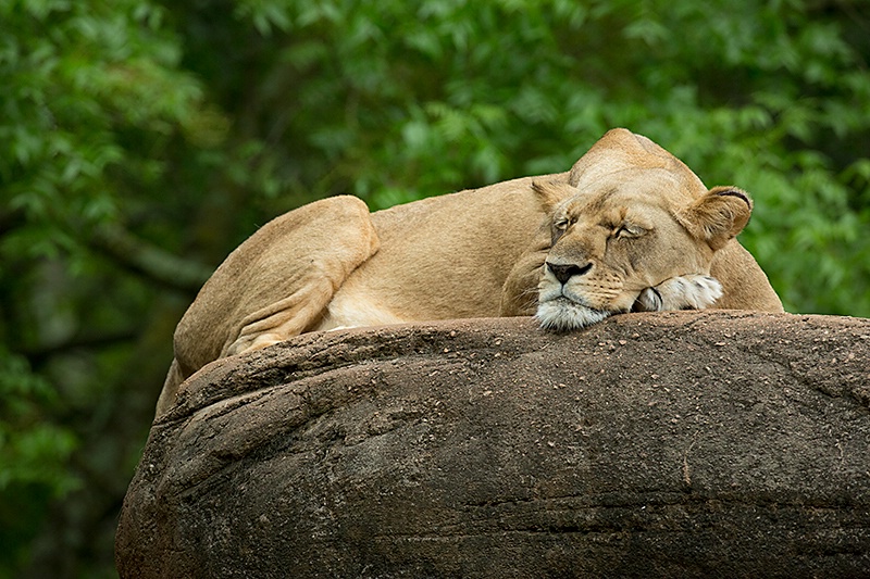 Napping
