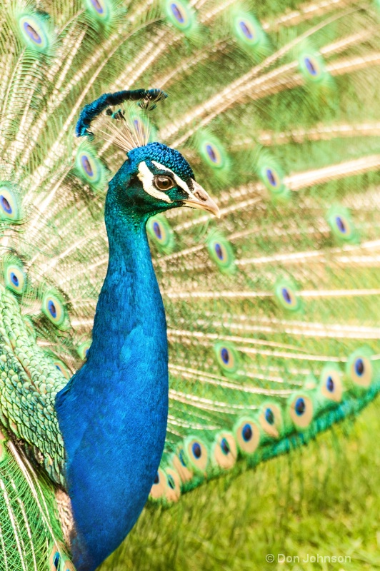 NJ Peacock Profile - ID: 14493280 © Don Johnson