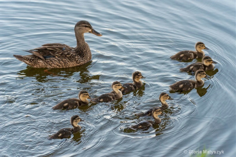 Mama and ducklings