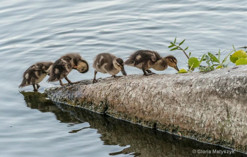 Ducklings coming out of the water; Florida