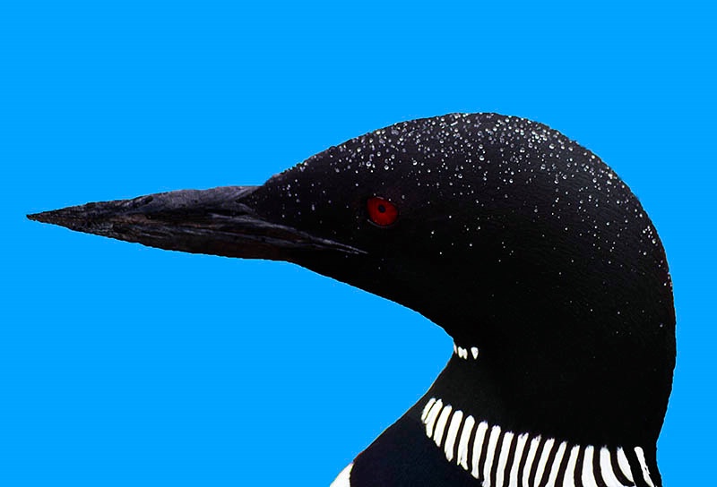 Loon Close Up and Personal