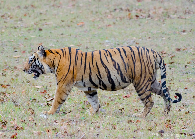 bengal tiger large male kanha india   - ID: 14493765 © Rick Zurbriggen