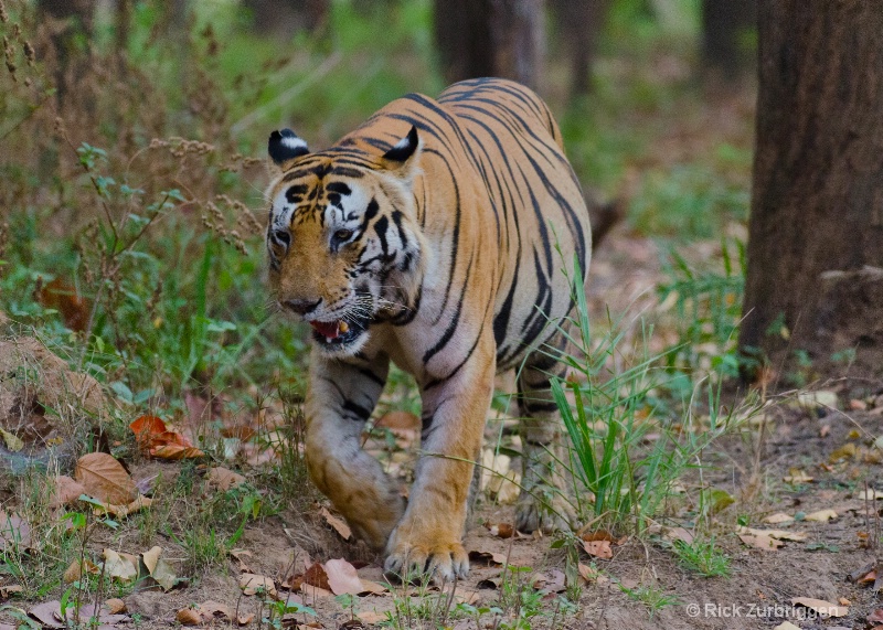 bengal tiger large male kanha india   - ID: 14493767 © Rick Zurbriggen