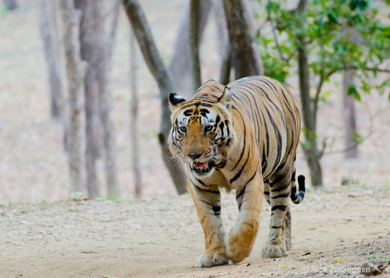 bengal tiger large male kanha india - ID: 14493768 © Rick Zurbriggen