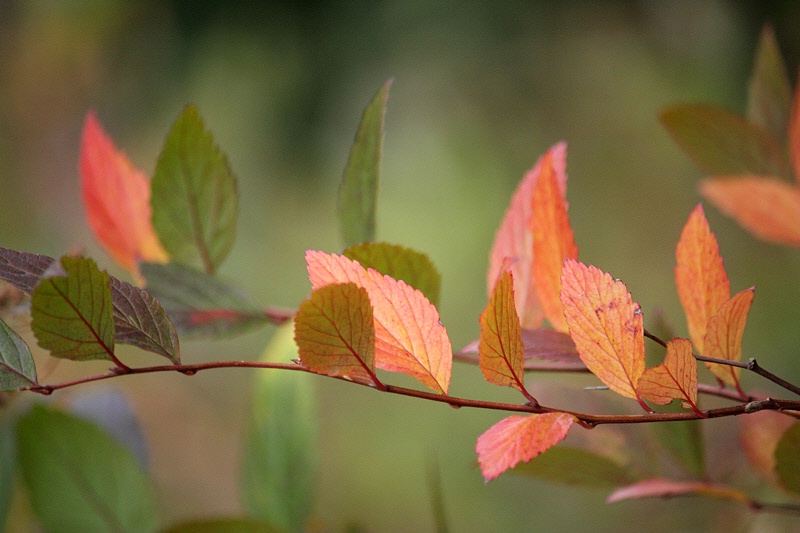 Rhythm of colors