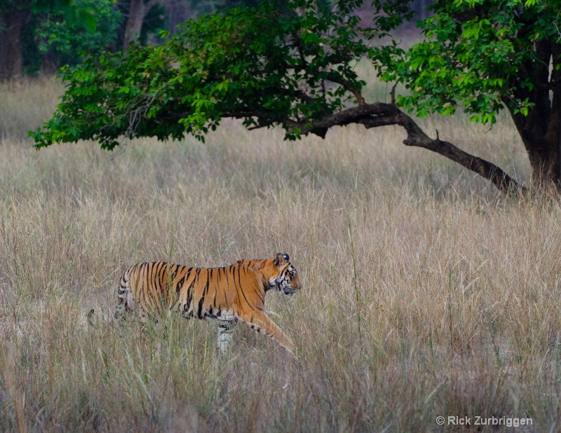bengal tiger male india    - ID: 14493778 © Rick Zurbriggen