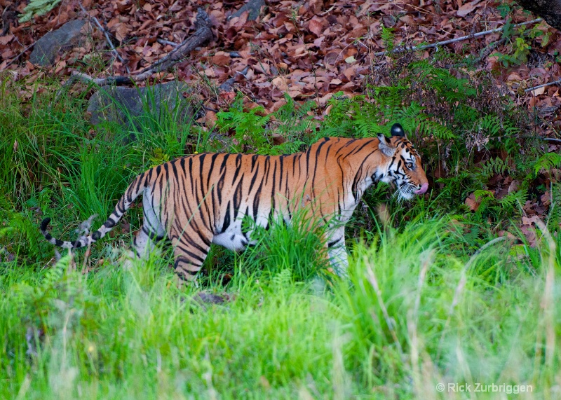 bengal tiger one eye mom india   - ID: 14493793 © Rick Zurbriggen