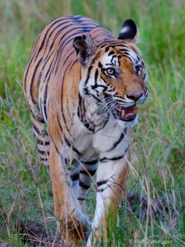bengaal tiger one eye mom india   - ID: 14493795 © Rick Zurbriggen