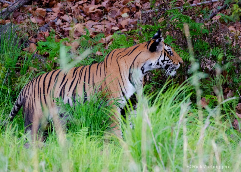 bengal tiger one eye mom india   - ID: 14493798 © Rick Zurbriggen