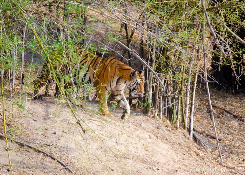 bengal tiger one eye mom india  - ID: 14493803 © Rick Zurbriggen
