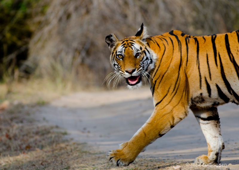 bengal tiger one eye mom india   - ID: 14493804 © Rick Zurbriggen