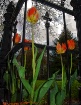 Goth tulips