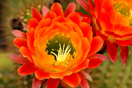 Orange Cactus Flower