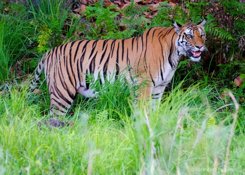 bengal tiger one eye mom india   - ID: 14494286 © Rick Zurbriggen