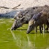 © Rick Zurbriggen PhotoID # 14494300: wild boar india and water 