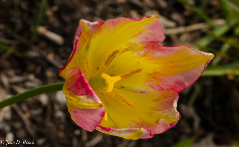 Red tipped tulip #2