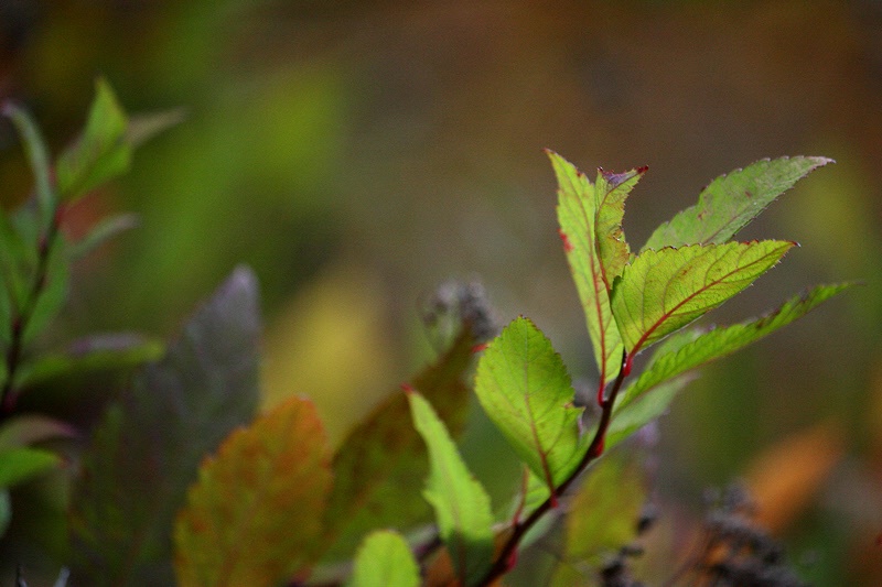 The last green leaves