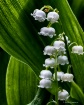 Lilly Of The Vall...