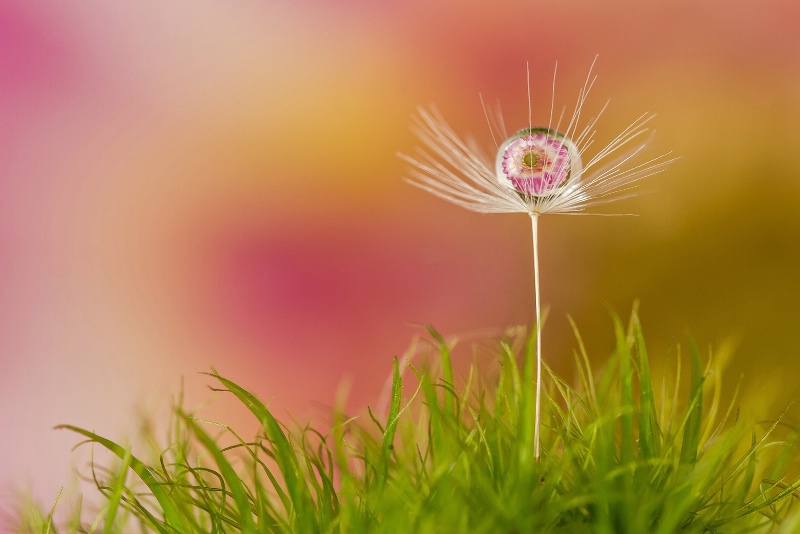 Flower in a Drop