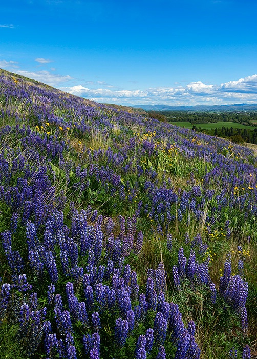 Purple Fields