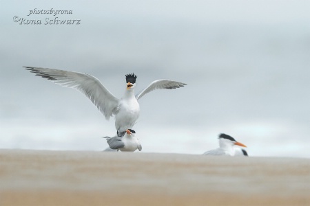 Courting Terns