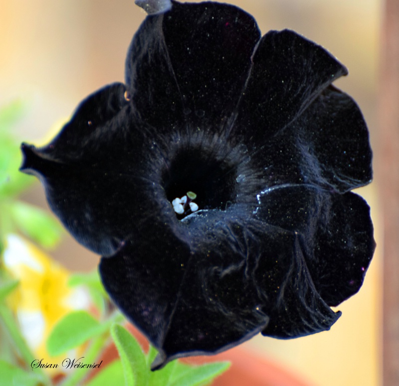 Black Petunia