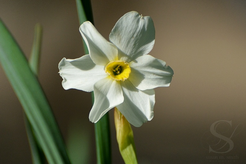 Robin's Wild Daffodil