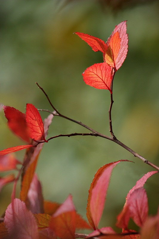 Autumnal glow