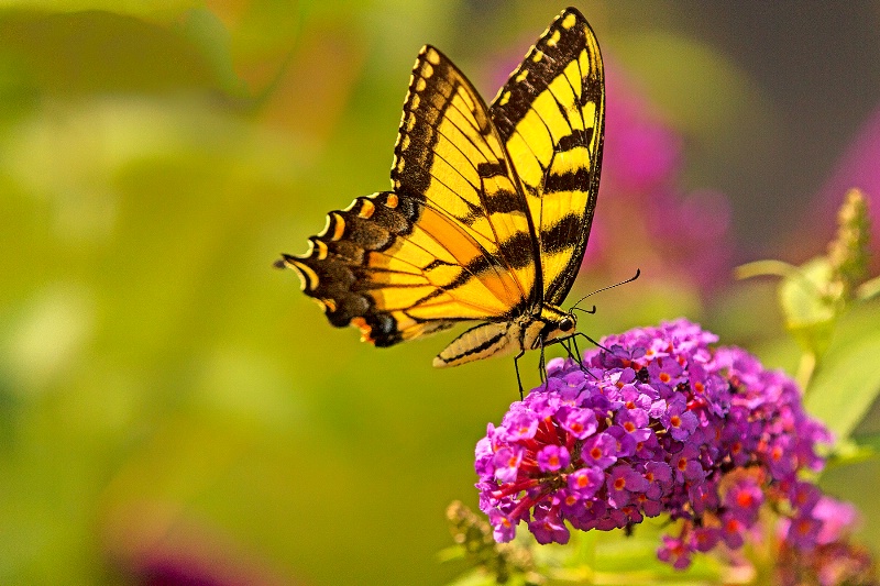 Swallowtail Butterfly