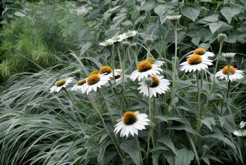 White Coneflower Patch