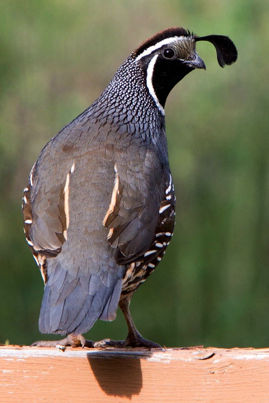 Curious Quail