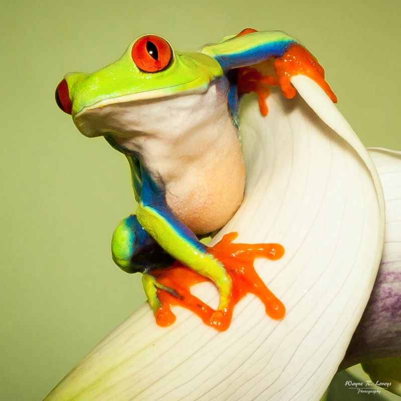 Red-Eyed Tree Frog