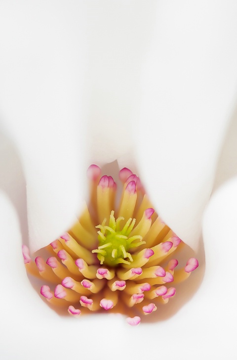 Magnolia Blossom