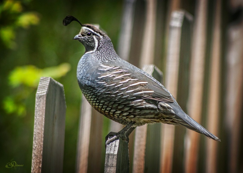 California Quail