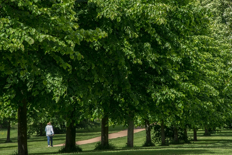 View of Hyde Park