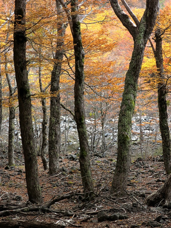 Praying forest