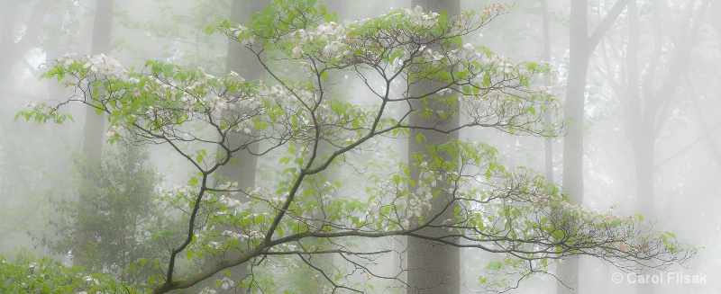 Dogwood in Fog - ID: 14500969 © Carol Flisak