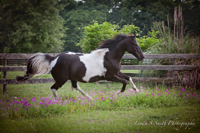 running through the wild flowers