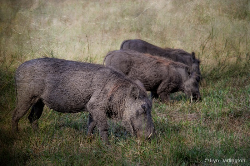 Warthog family!