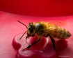 Honey Bee 