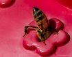 Bee Butt
